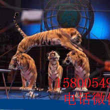 舞臺藝術(shù)造型策劃 以創(chuàng)意點亮表演的靈魂